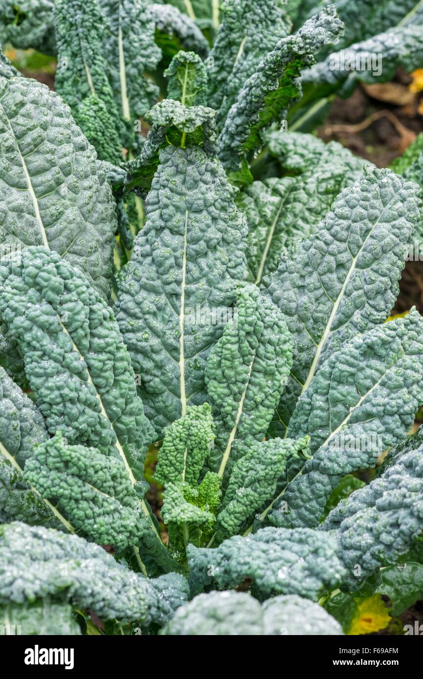 Kale 'Nero di Toscana' Brassica oleracea (groupe Acephala), chou frisé Banque D'Images