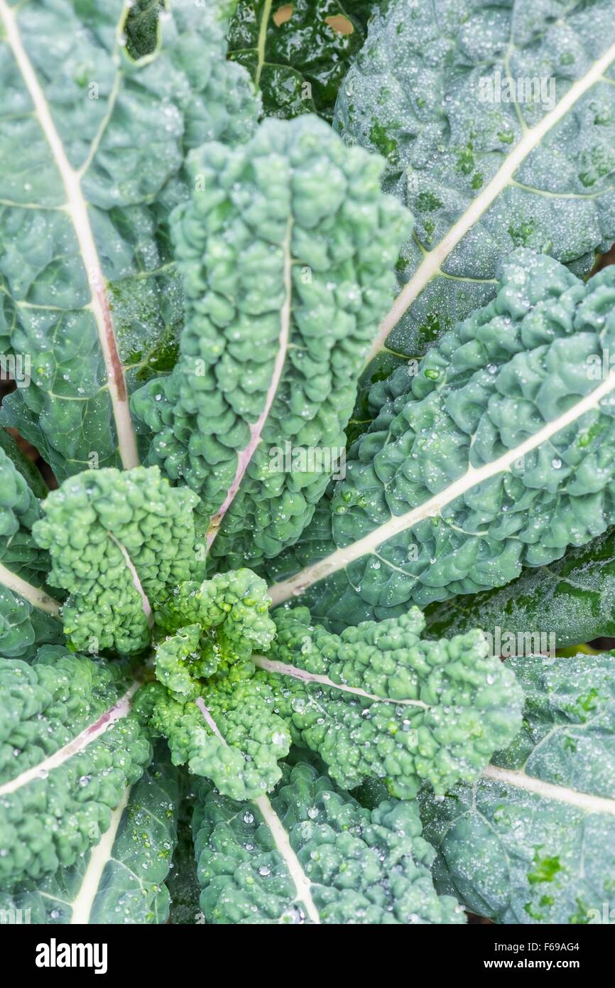 Kale 'Nero di Toscana' Brassica oleracea (groupe Acephala), chou frisé England UK Banque D'Images