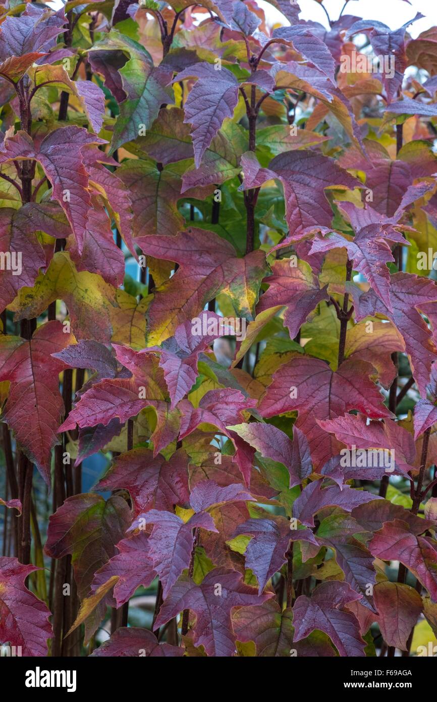 Viburnum sargentii 'Onondaga' viorne Sargent Onondaga' 'England UK Banque D'Images