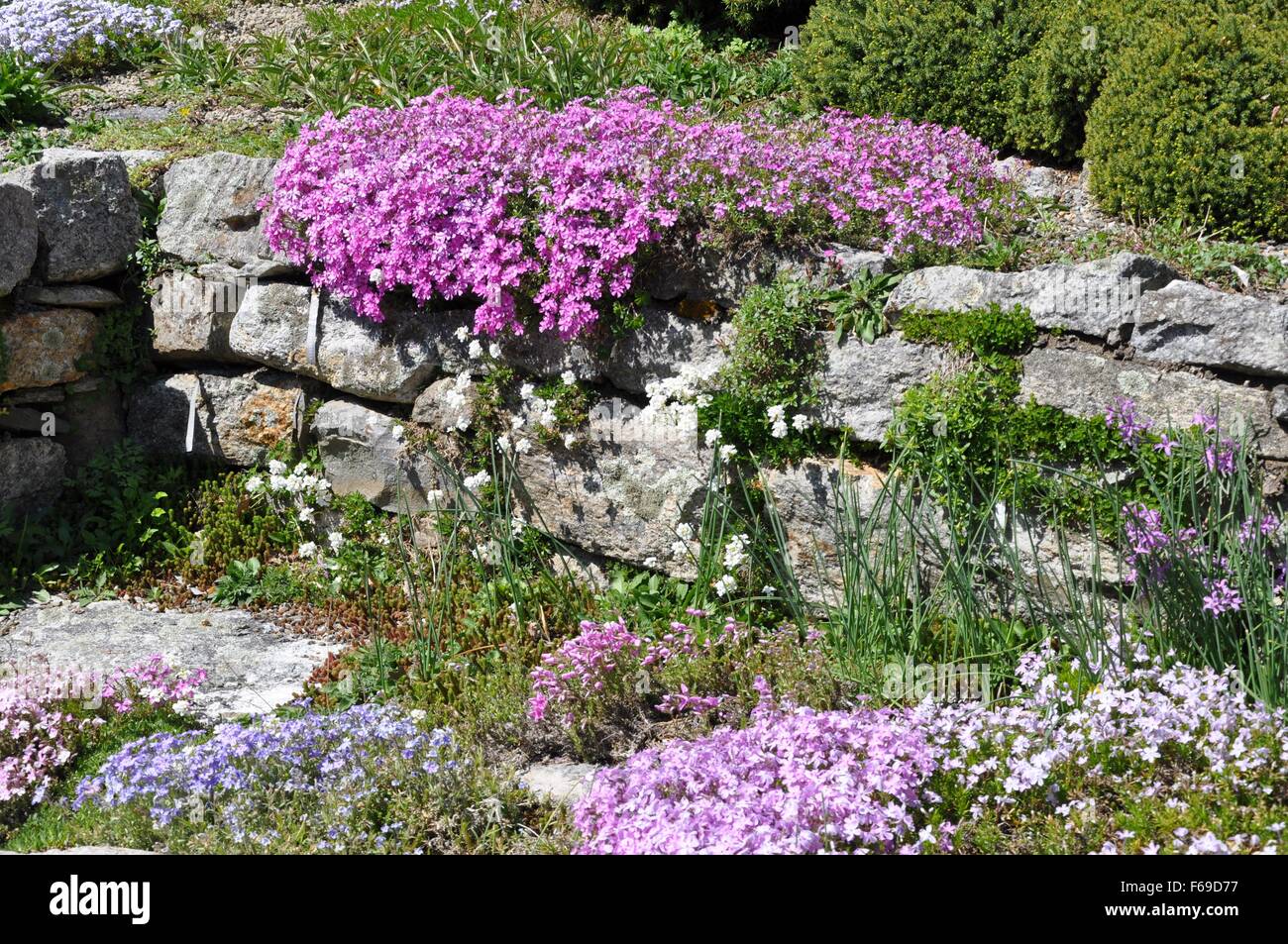 Les plantes alpines cultivé spécifiquement à des murs de pierre entouré de divers conifères miniatures Banque D'Images Les plantes alpines cultivé spécifiquement à des murs de pierre entouré de divers conifères miniatures Banque D'Images