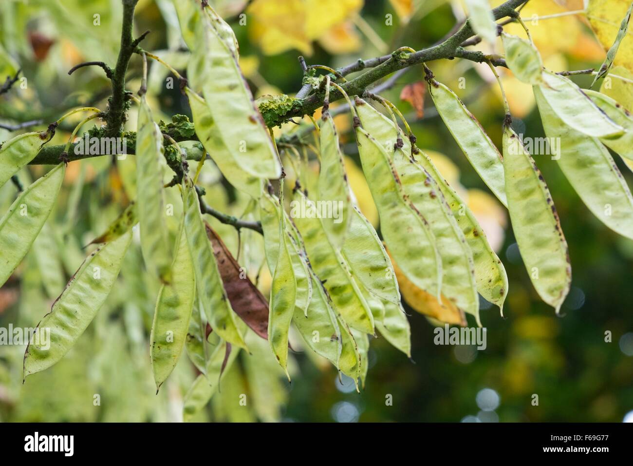 Cercis siliquastrum arbre de Judée - England UK Banque D'Images