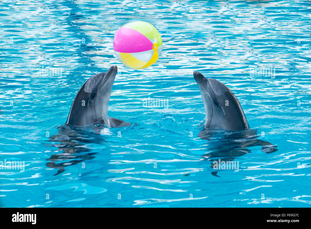 Deux dauphins jouer au ballon en delphinarium Photo Stock - Alamy