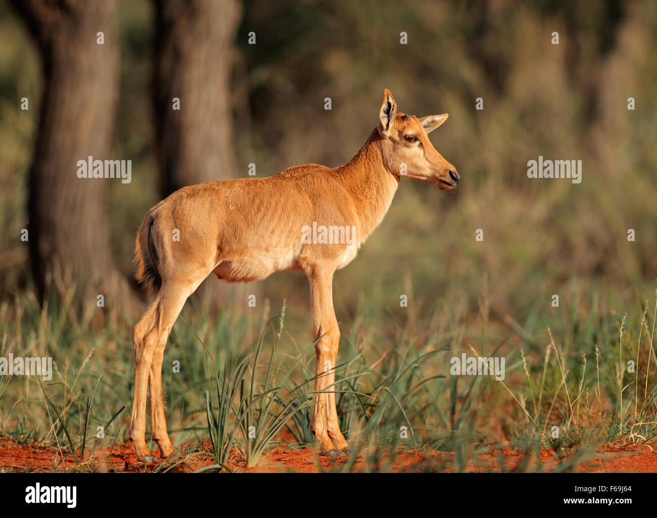 Jeune veau rare, d'une antilope tsessebe (Damaliscus lunatus) dans l'habitat naturel, l'Afrique du Sud Banque D'Images