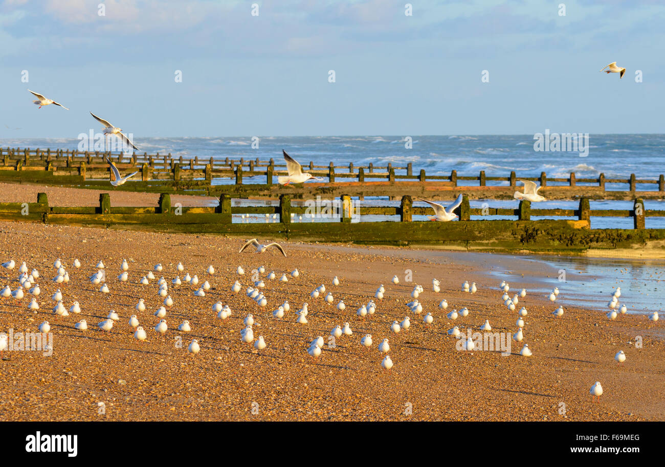 Mouettes sur une plage de galets en hiver dans le West Sussex, Angleterre, Royaume-Uni. Banque D'Images