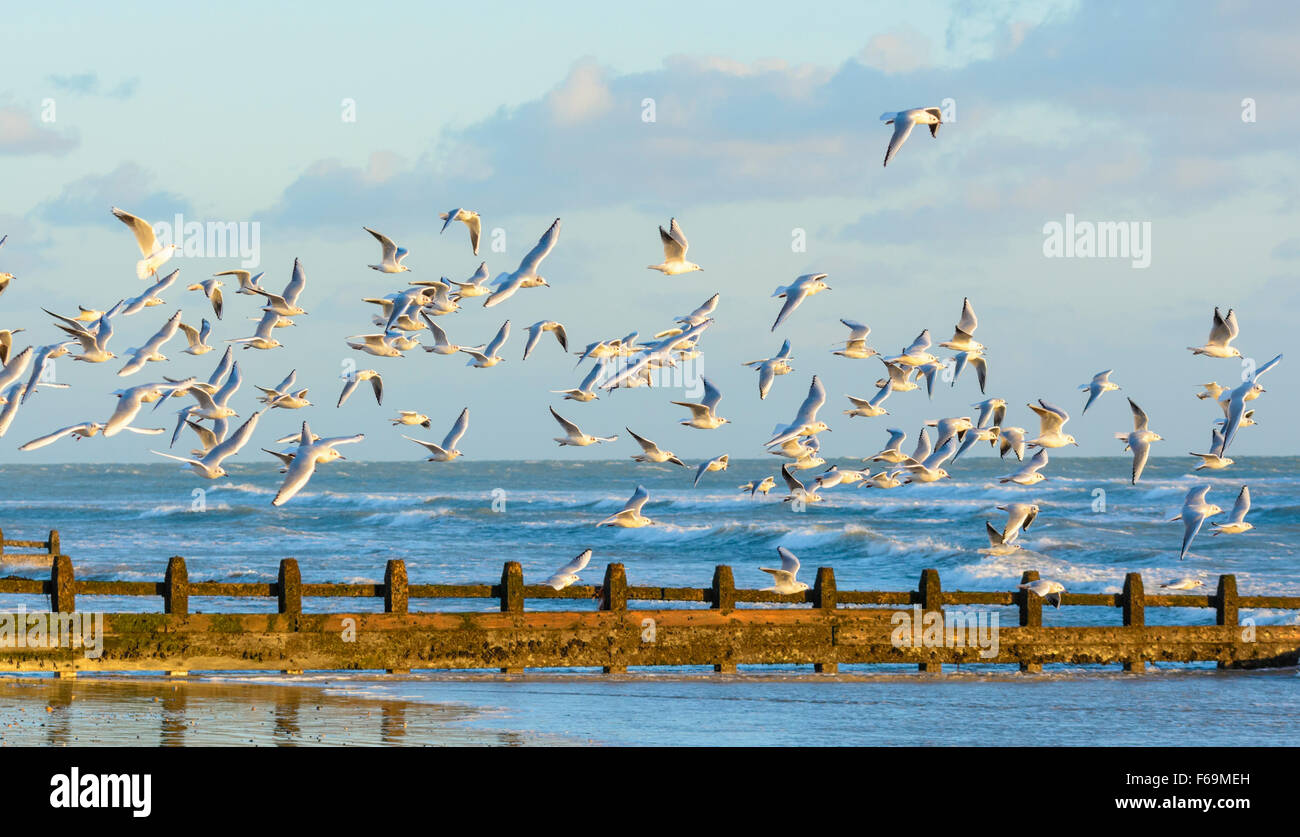 Troupeau de Black Mouettes survolant la mer lors d'une plage dans le West Sussex, Angleterre, Royaume-Uni. Oiseaux en vol, BIF Banque D'Images