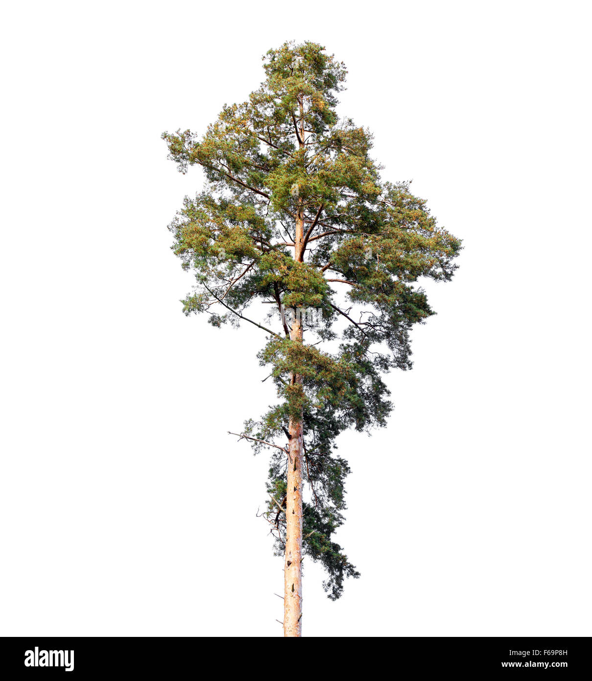 Grand arbre de pin européen isolé sur fond blanc Banque D'Images