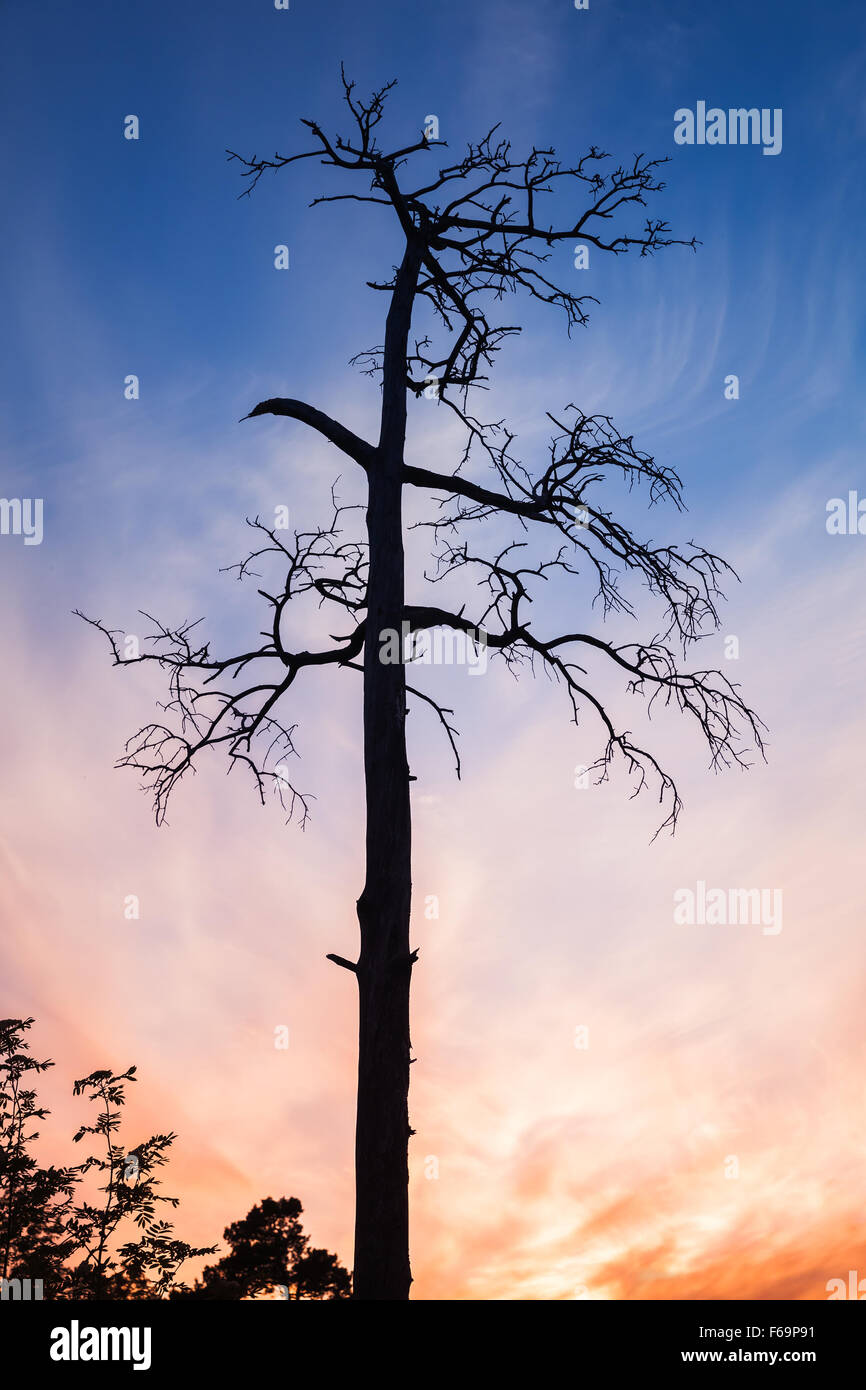 Mort à sec de pin européen sur fond de ciel soirée colorée Banque D'Images