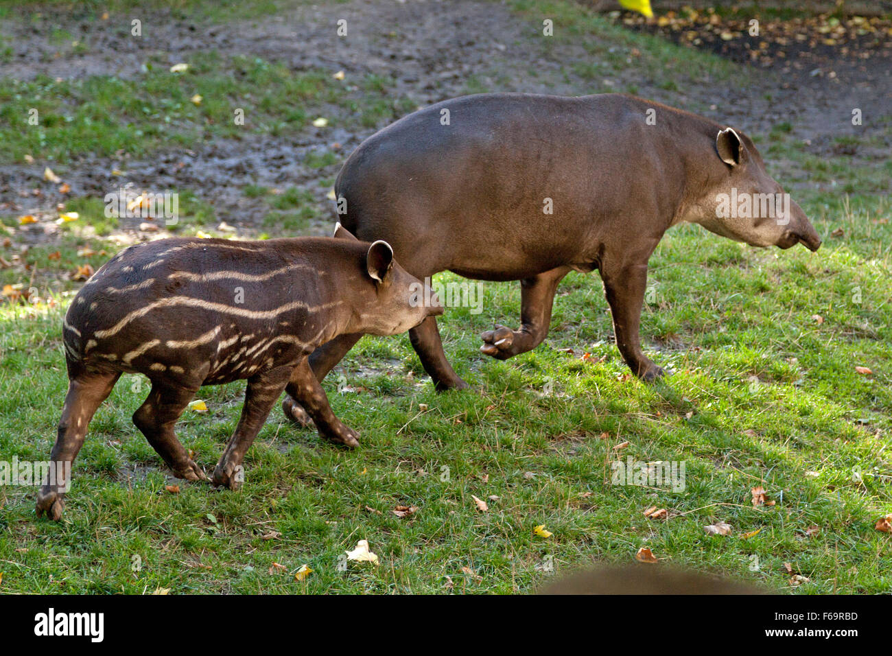 Tapir le tapir, avec les jeunes (Tapirus), Zoo, Prague, République Tchèque Banque D'Images