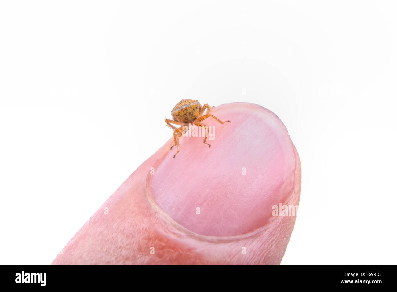 Petit insecte brun assis sur le doigt isolé sur fond blanc Banque D'Images