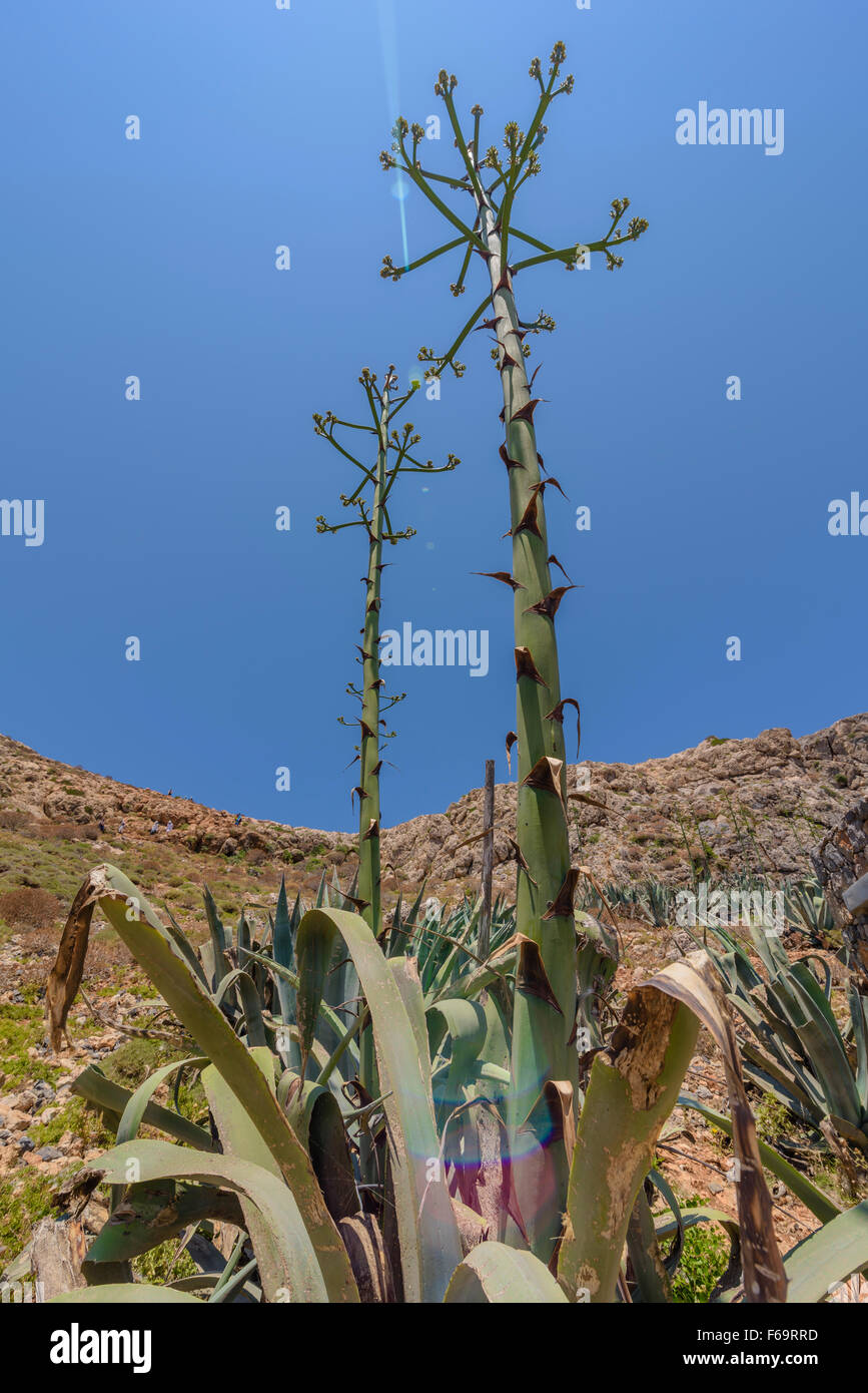 L'agave, Agave americana, Century Plant Banque D'Images
