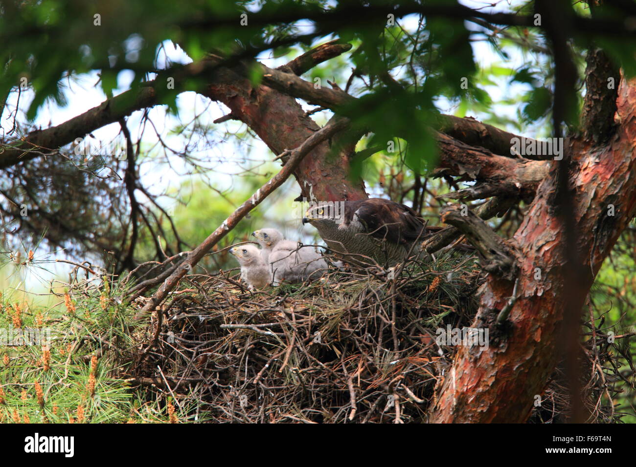 L'Autour des palombes (Accipiter gentilis) nichant dans le japon Banque D'Images
