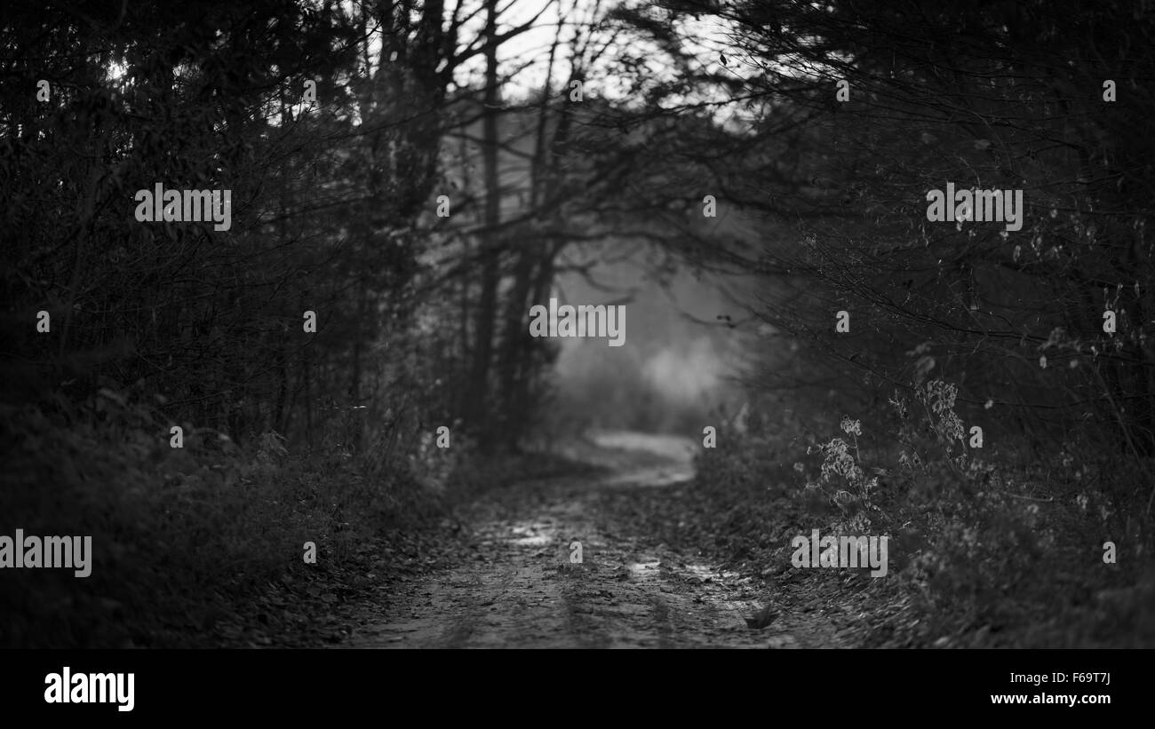 Paysage de forêt automne sombre mystérieuse avec rayons de Banque D'Images