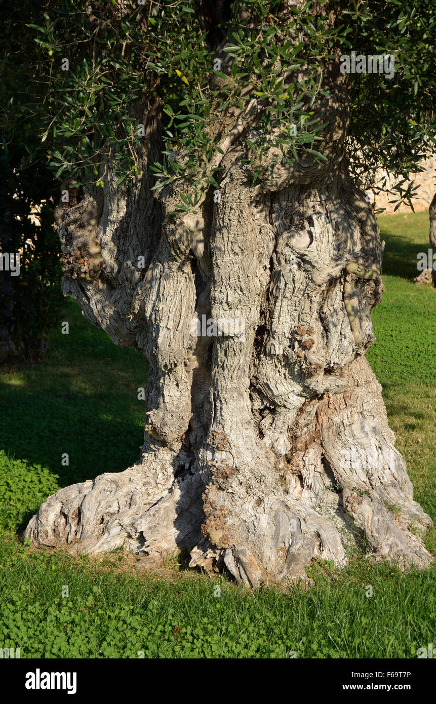 L'écorce, tronc, vieil olivier. La Chiusa di Chietri Hotel, Alberobello, Italie Banque D'Images