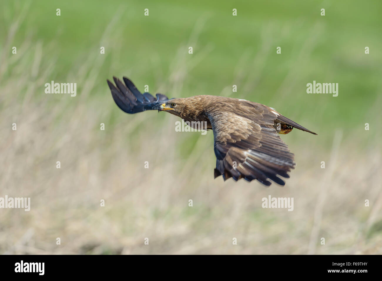 Maennlicher Schreiadler, Aquila pomarina, homme aigle pomarin Banque D'Images