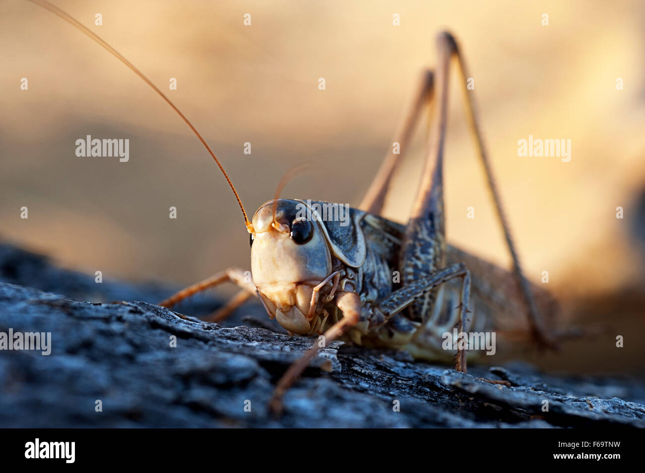 Blue-winged Grasshopper (Sphingonotus caerulans) - Grèce Banque D'Images