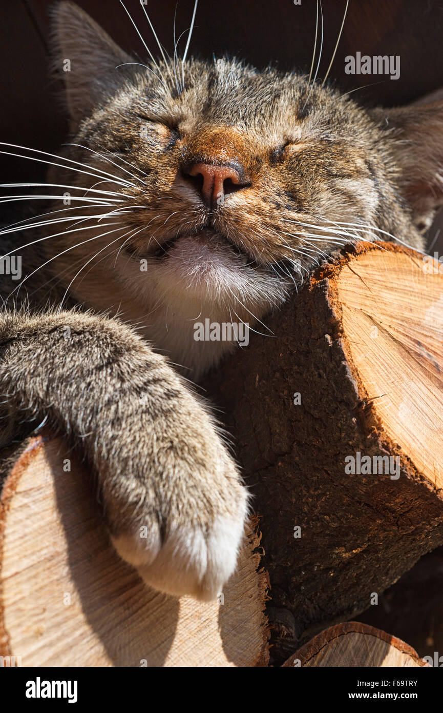 Tabby chat domestique de dormir sur un tas de bois de chauffage Banque D'Images