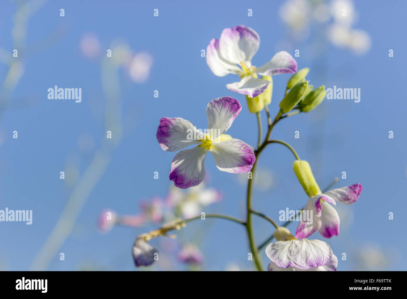 Fleur de radis contre un ciel bleu Banque D'Images