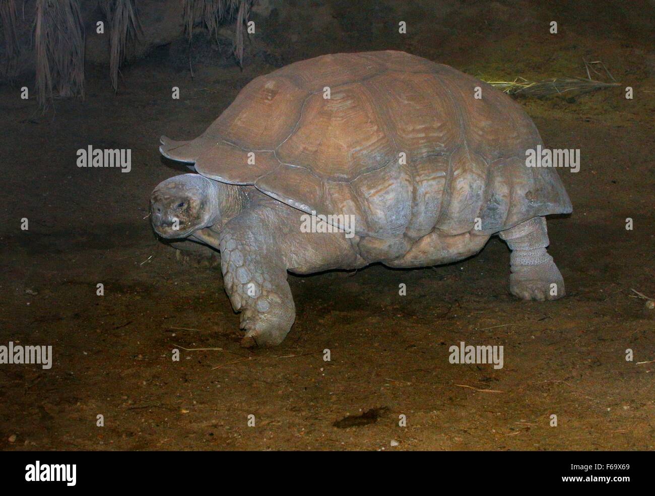 Tortue sillonnée tortue sulcata ou (Geochelone sulcata) Banque D'Images