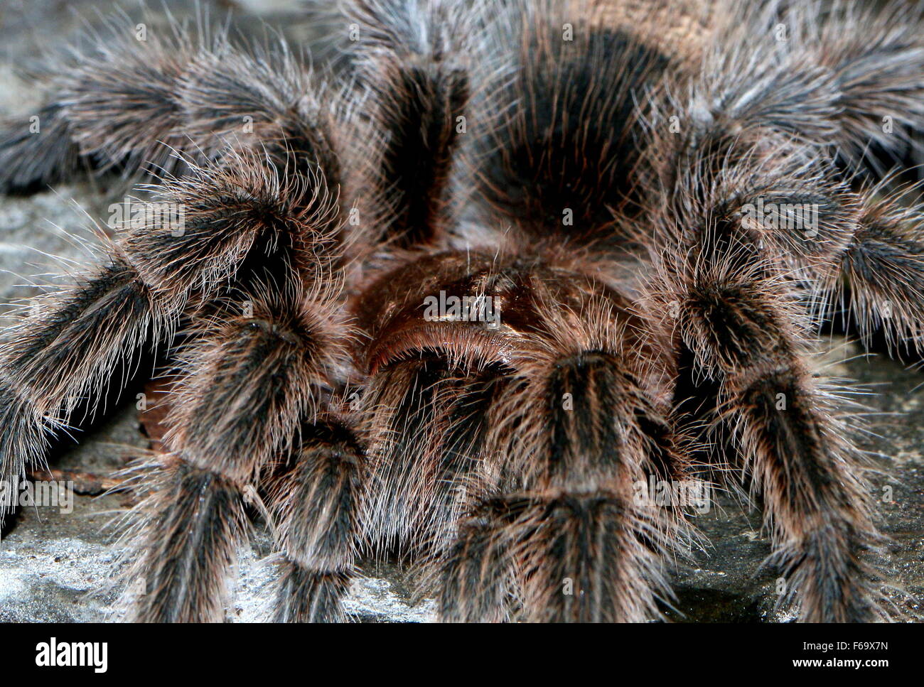 Cheveux Rose du Chili (Grammostola rosea, mygales Grammostola cala), a.k.a feu chilien ou tarentule tarentule rousse Banque D'Images