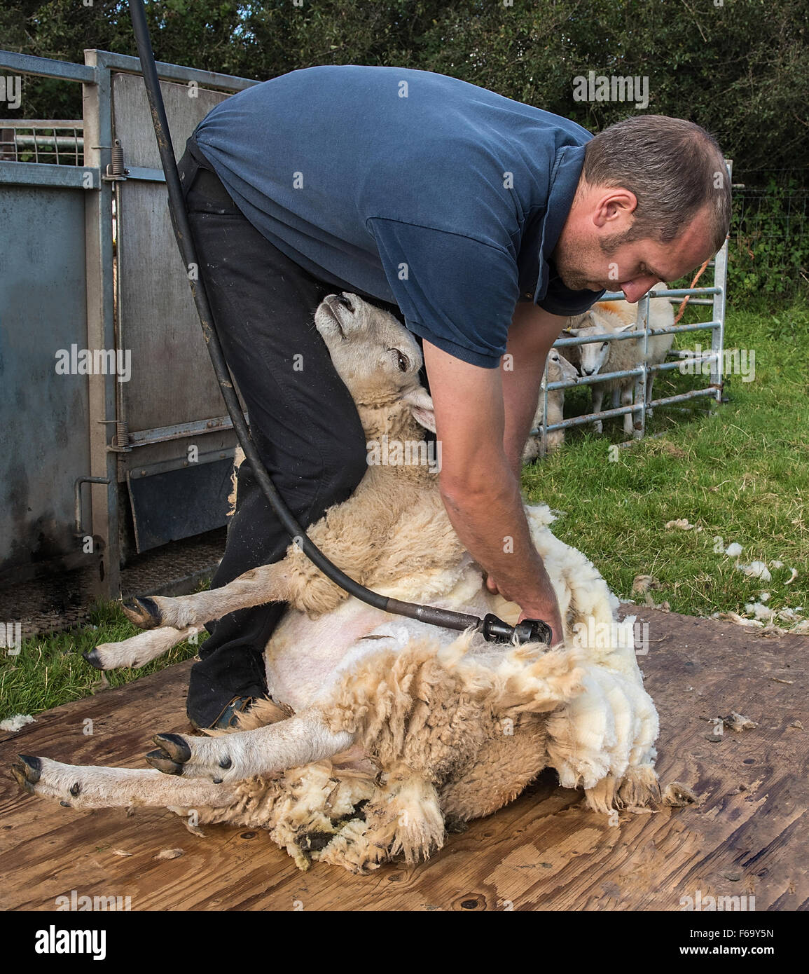 Cisaillement des moutons Banque D'Images