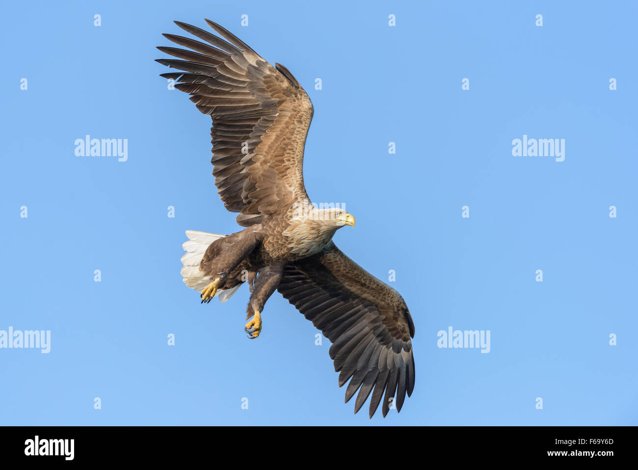 Seeadler, Haliaeetus albicilla, blanc queue blanche Banque D'Images