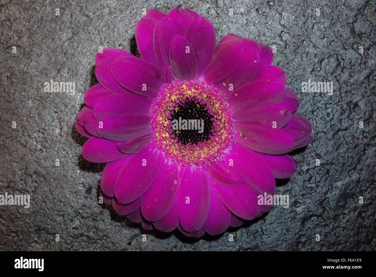 Gardénia, fleur pourpre, fleur simple Banque D'Images