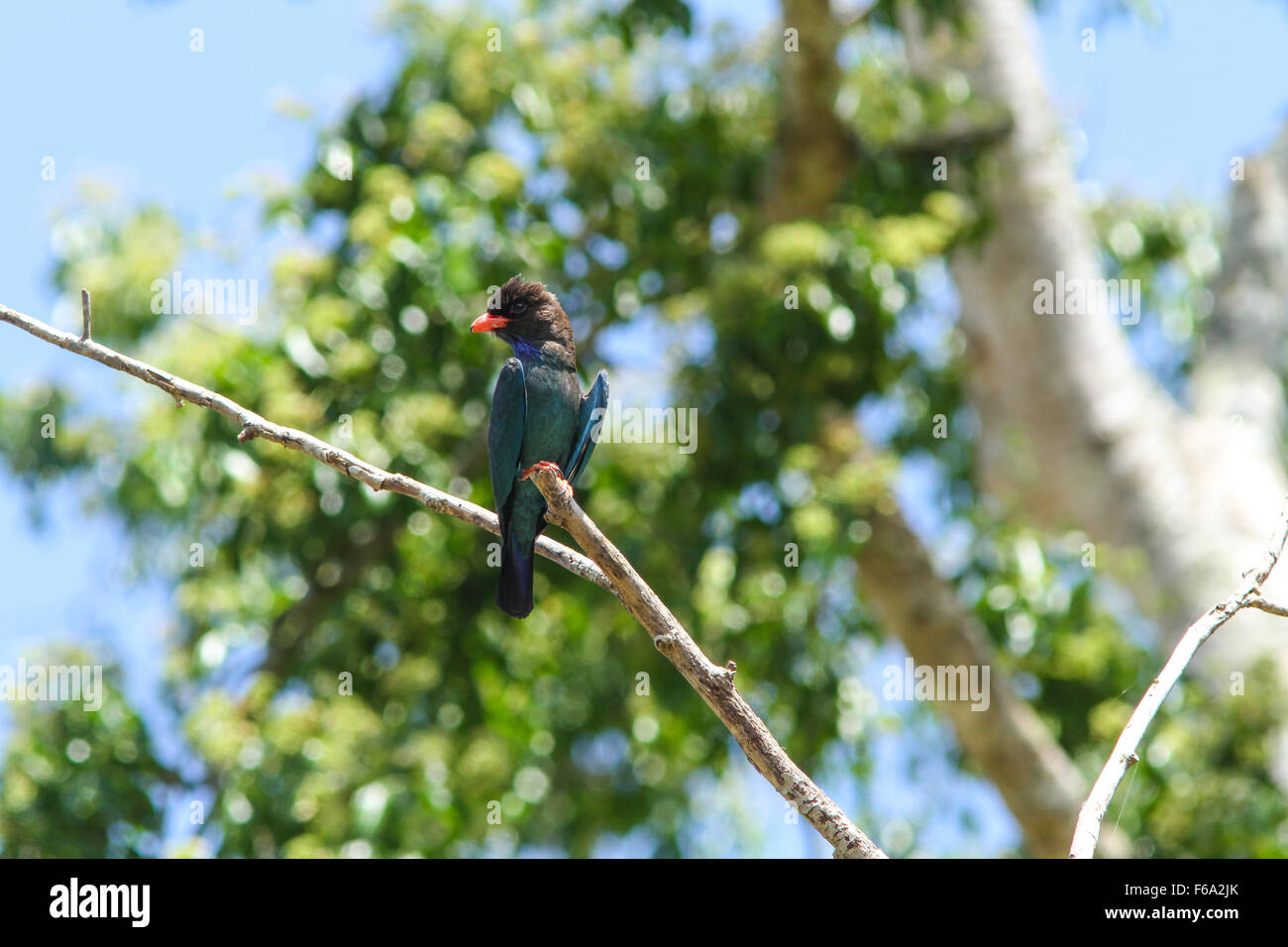 Eurystomus orientalis Dollar (rouleau) oiseau dans la nature Banque D'Images