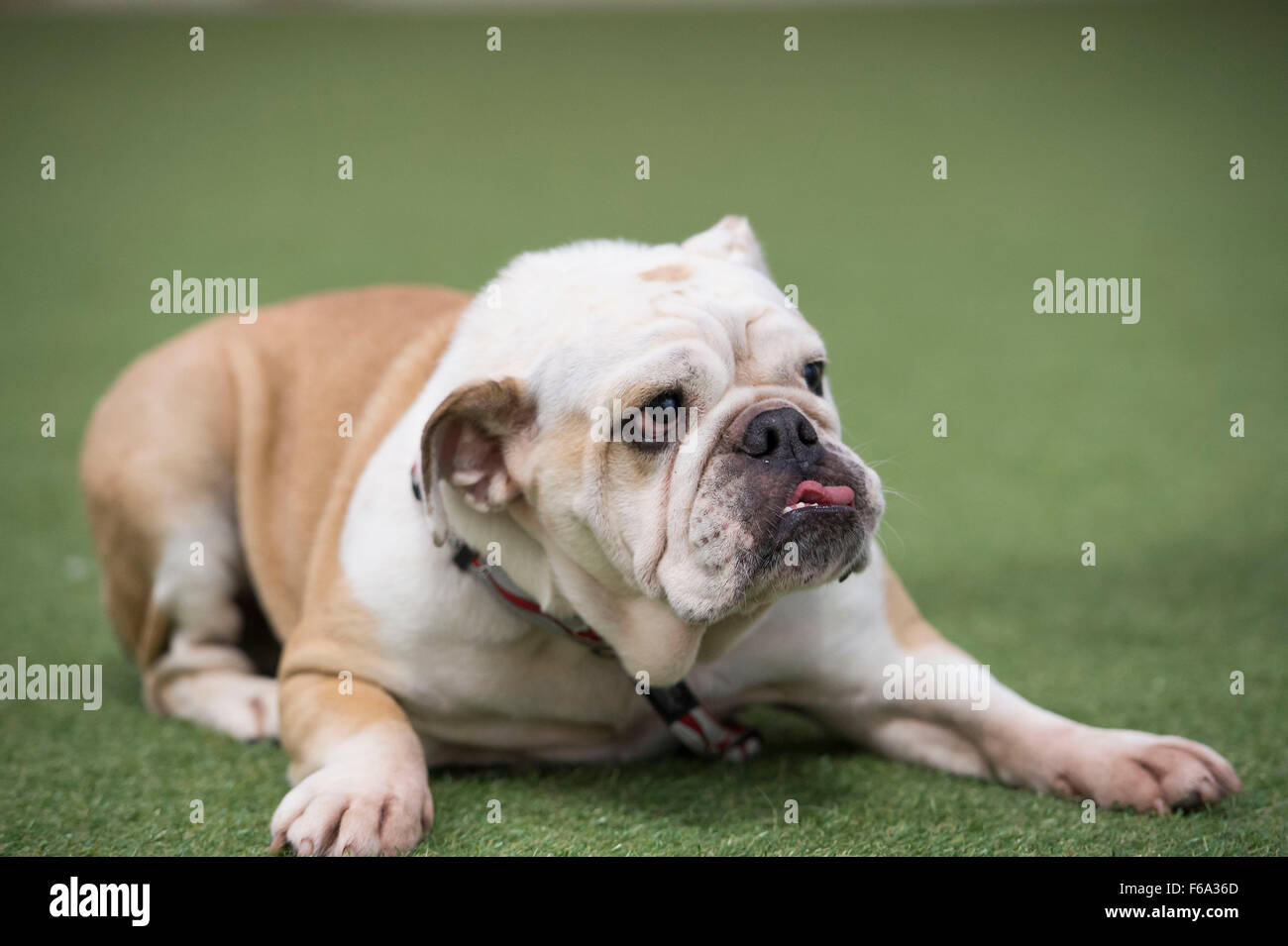 Le PUG chiens à un pugfest' à 'événement Action Petz à Cardiff, Pays de Galles du Sud. Banque D'Images