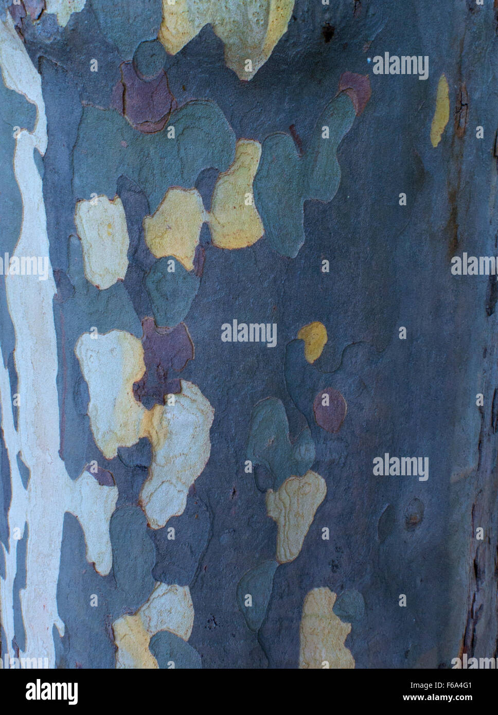 Avion à destination de Londres l'écorce des arbres Banque D'Images