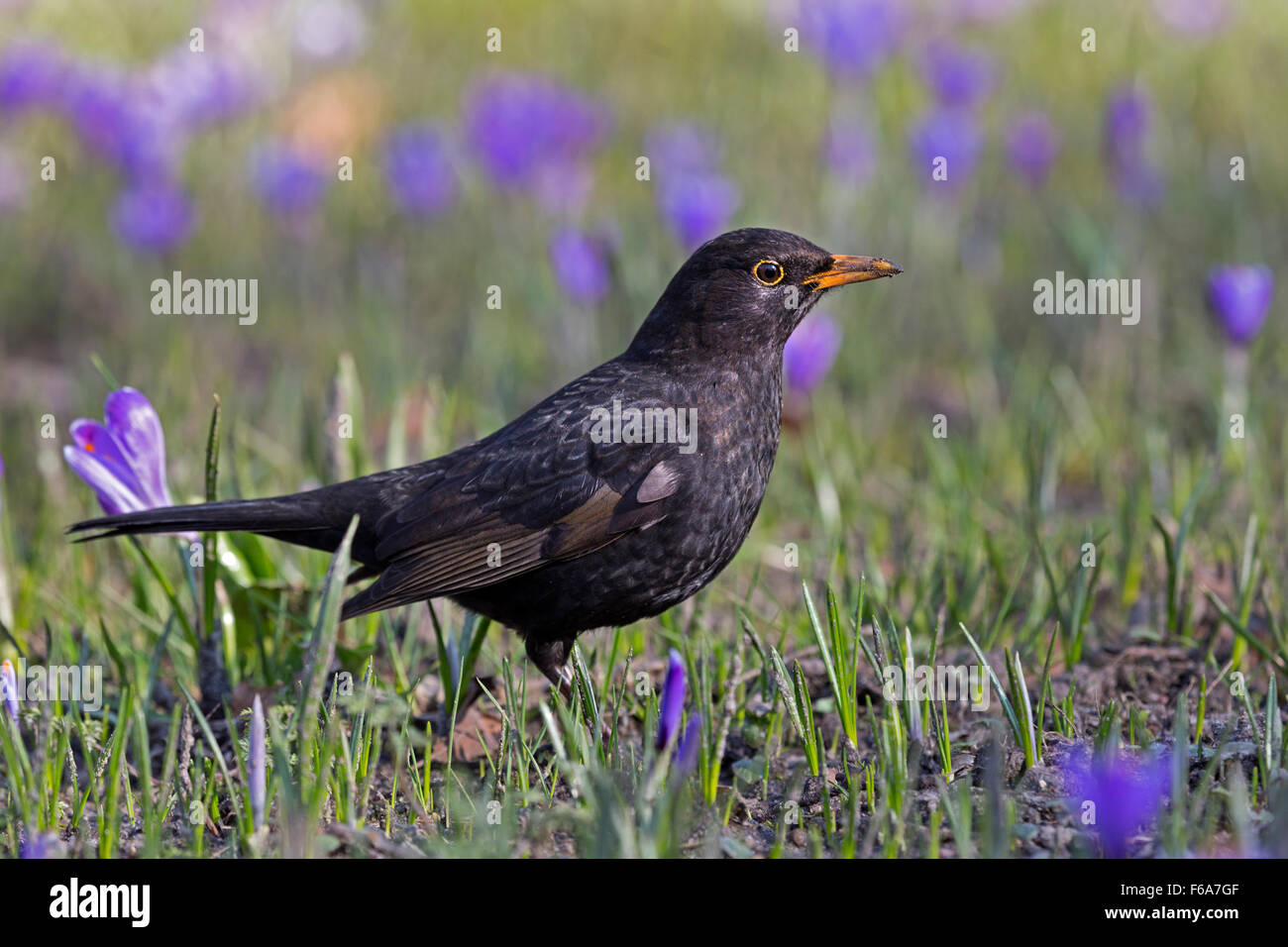 Blooming Crocus, le Schlosspark, Husum, Schleswig-Holstein, Allemagne, Europe Banque D'Images