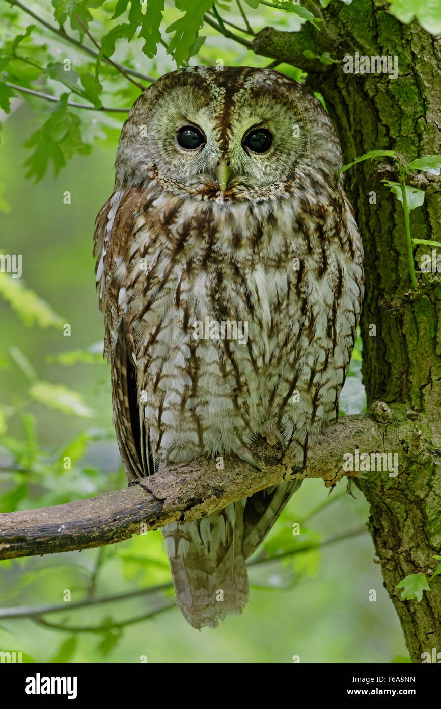 chouette-hulotte-eurasienne-strix-aluco-banque-de-photographies-et-d
