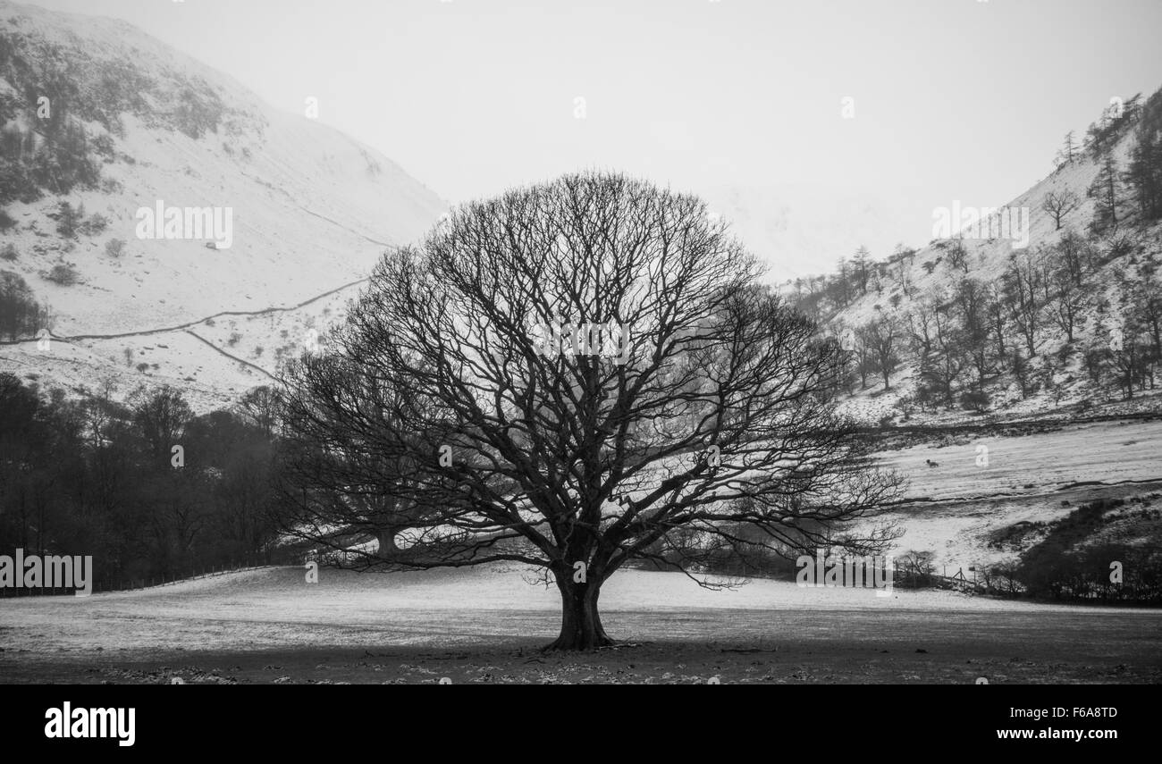 Arbre dans un champ dans le milieu de l'hiver avec de la neige dans les montagnes enneigées derrière Banque D'Images