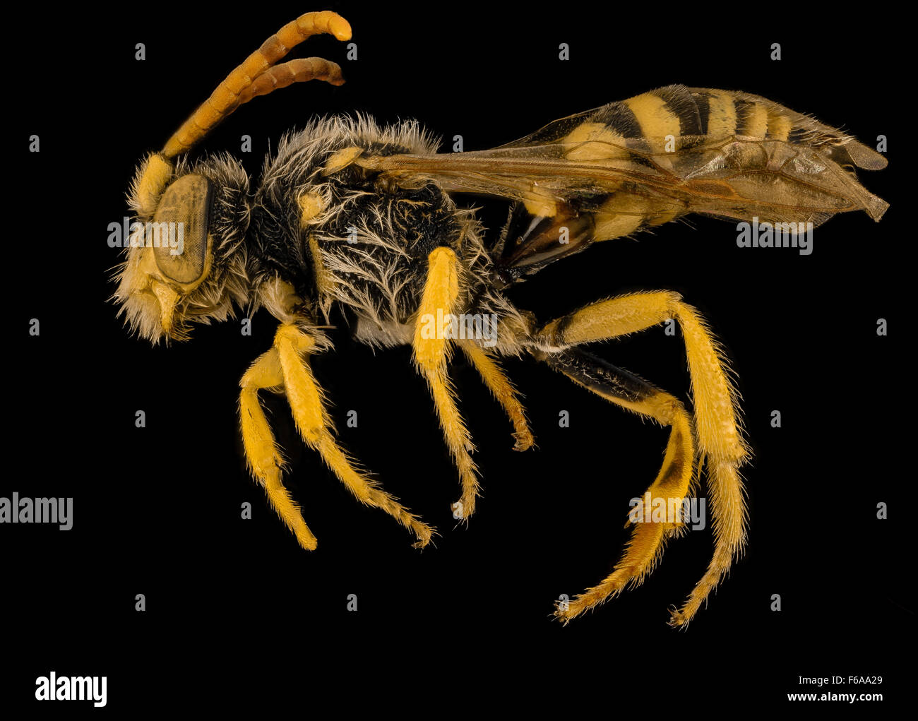 Nomada annulata, M, Côté, OH, comté de Washington 2014-05-23-171622 ZS PMax Banque D'Images