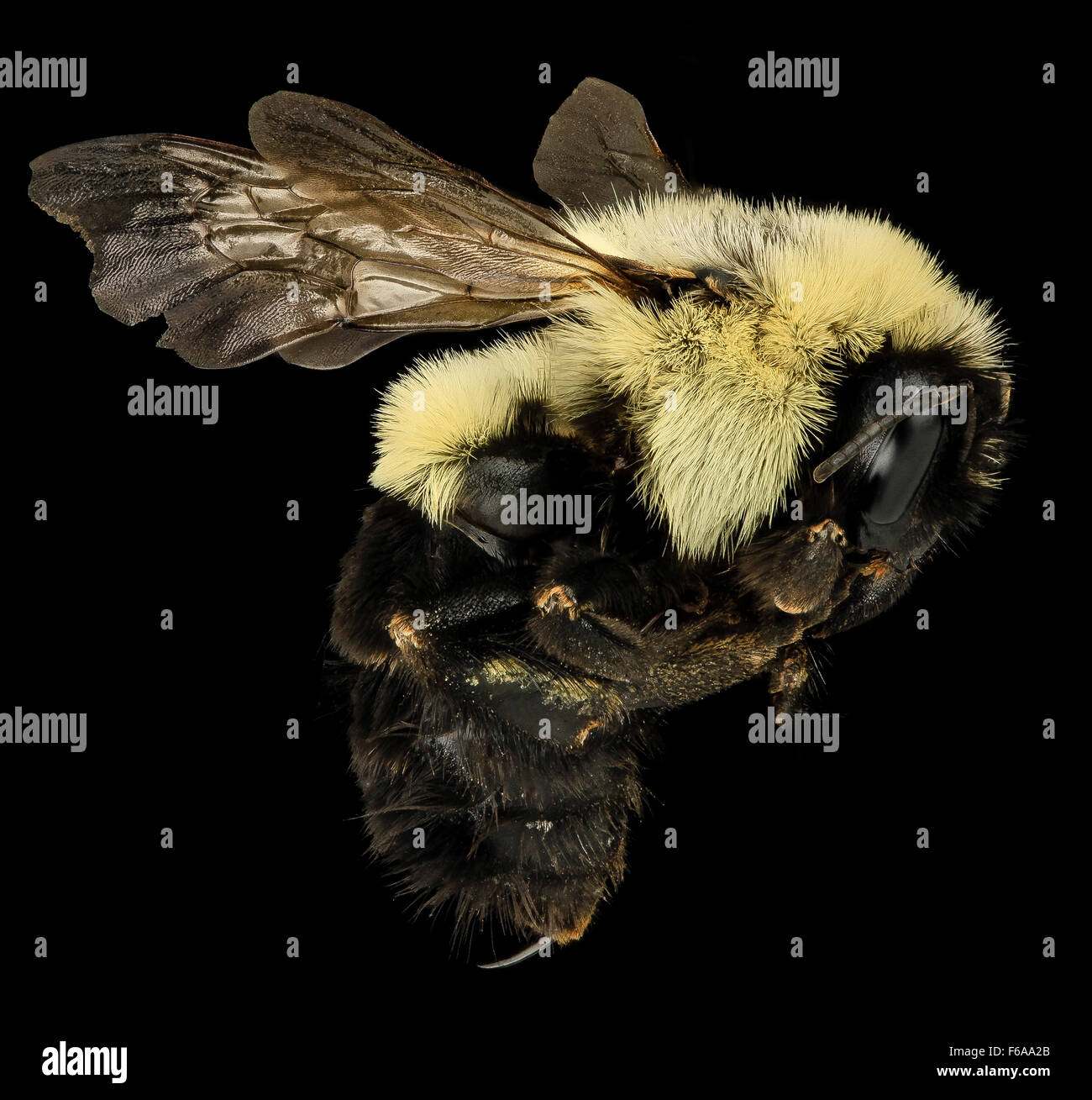 Cette image montre une vue latérale d'une reine Bombus impatiens, une espèce de bourdon commune à Richmond City, en Virginie. La photo met en évidence ses caractéristiques dans le cadre de la recherche en cours sur les pollinisateurs. Banque D'Images