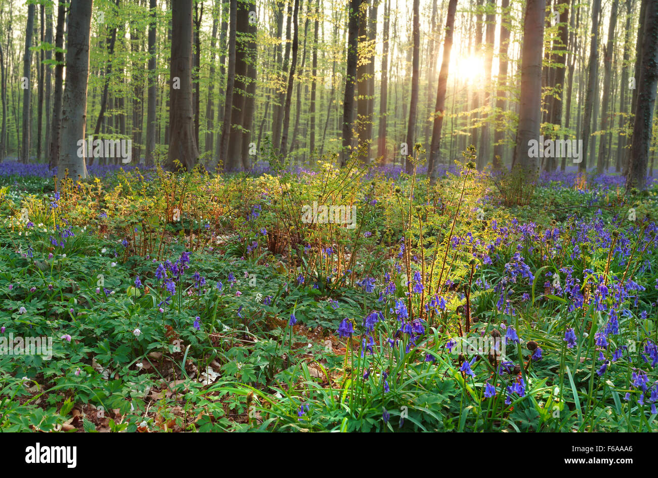 Lever du soleil en forêt avec jacinthes et fougère, Belgique Banque D'Images