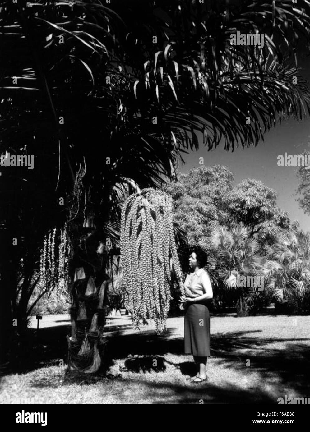 Une photographie d'un palmier au Fairchild Tropical Garden à Miami, mettant en valeur la flore luxuriante du jardin. Fairchild est connue pour sa collection variée de plantes tropicales et ses efforts de conservation. Banque D'Images