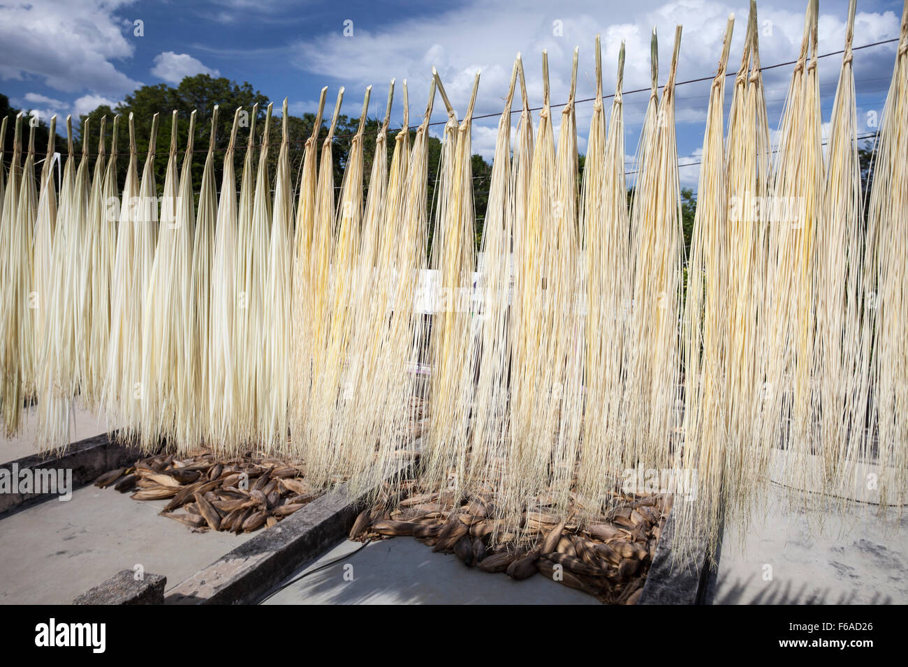 Le palm fibres utilisées pour tisser de style Panama hats traîner à sécher au soleil de Becal, Campeche, Mexique. Banque D'Images