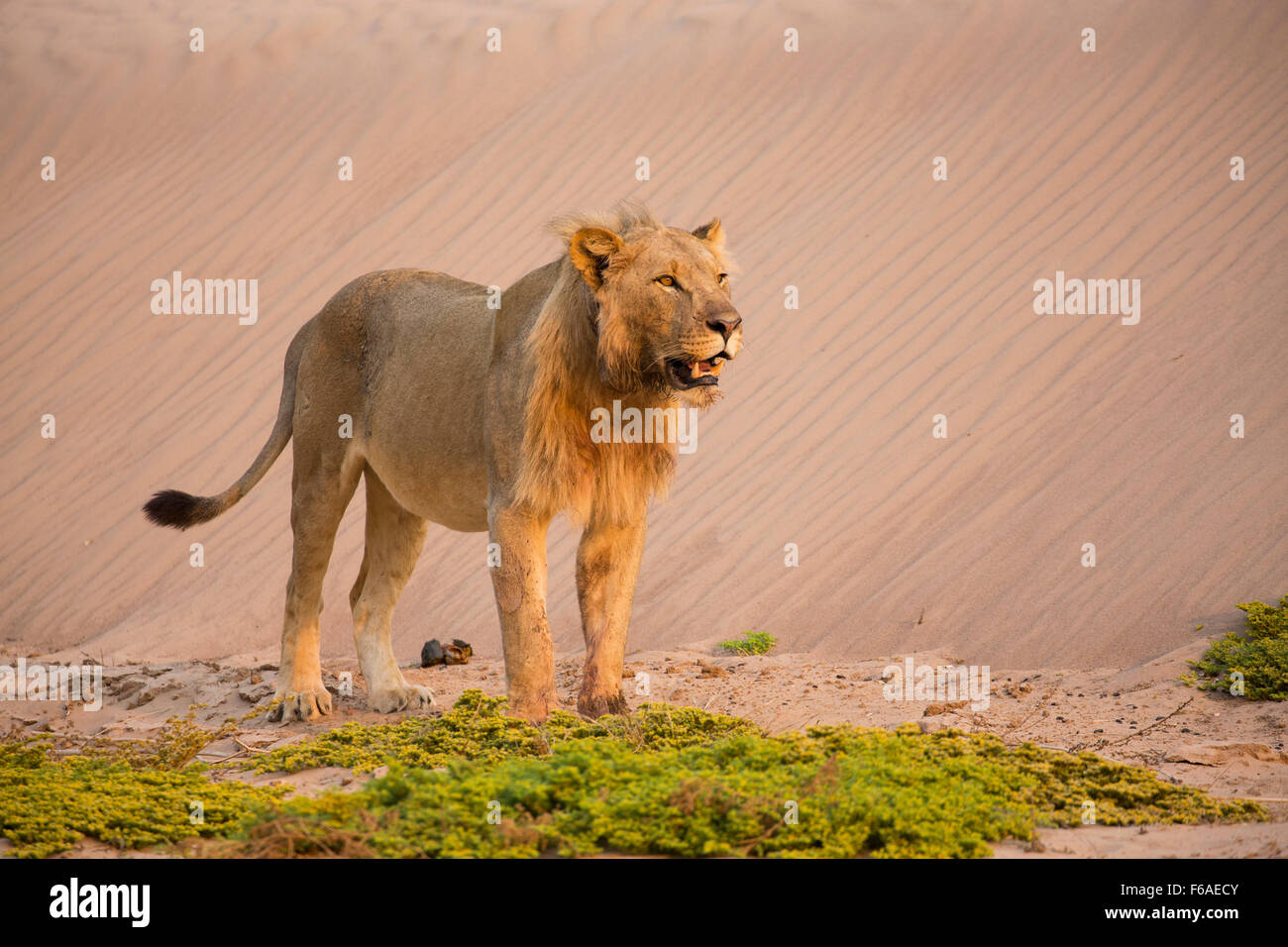 Homme lion en Namibie, Afrique, Kaokoveld Banque D'Images