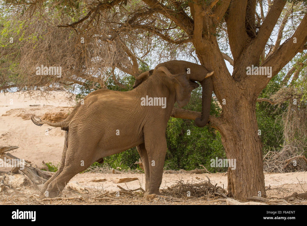 Éperonnage éléphant Acacia dans Kaokoveld, Namibie, Afrique Banque D'Images
