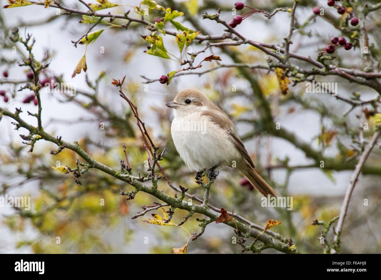 Isabelline Shrike (Lanius isabellinus) juvenile perché en brousse avec les baies, Norfolkm Angleterre, Royaume-Uni Banque D'Images