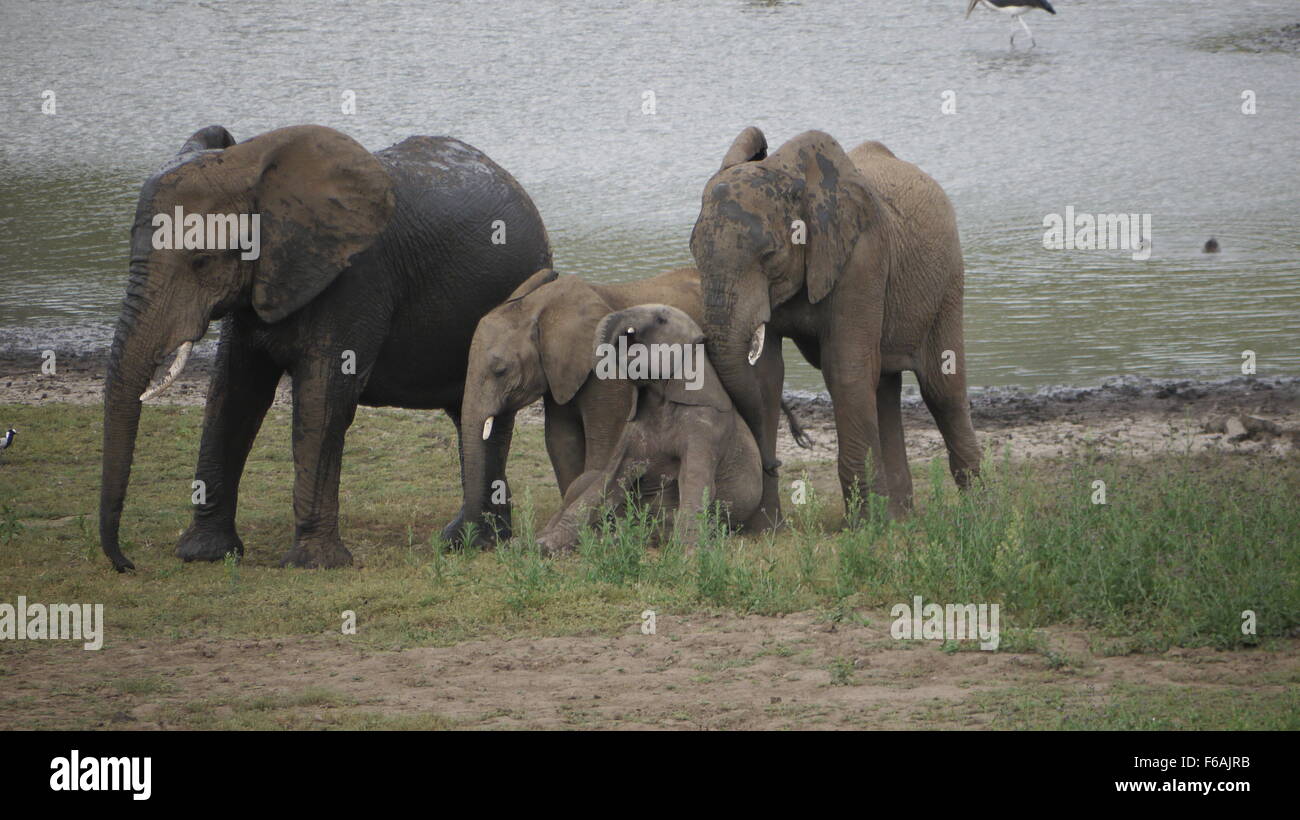 Bébé éléphant à Pilanesberg Game Reserve, Afrique du Sud Banque D'Images