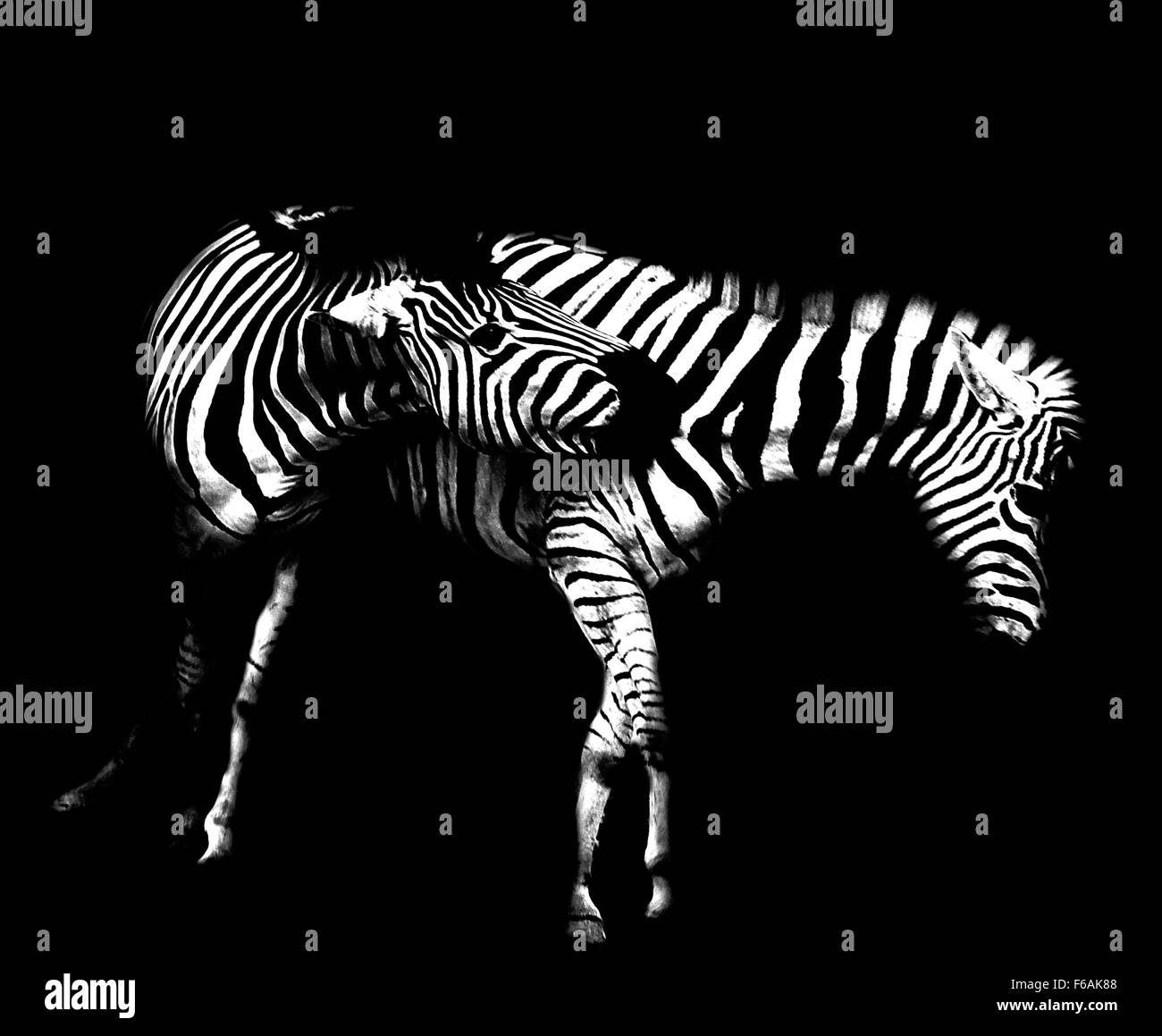 Zèbre de combat Banque D'Images