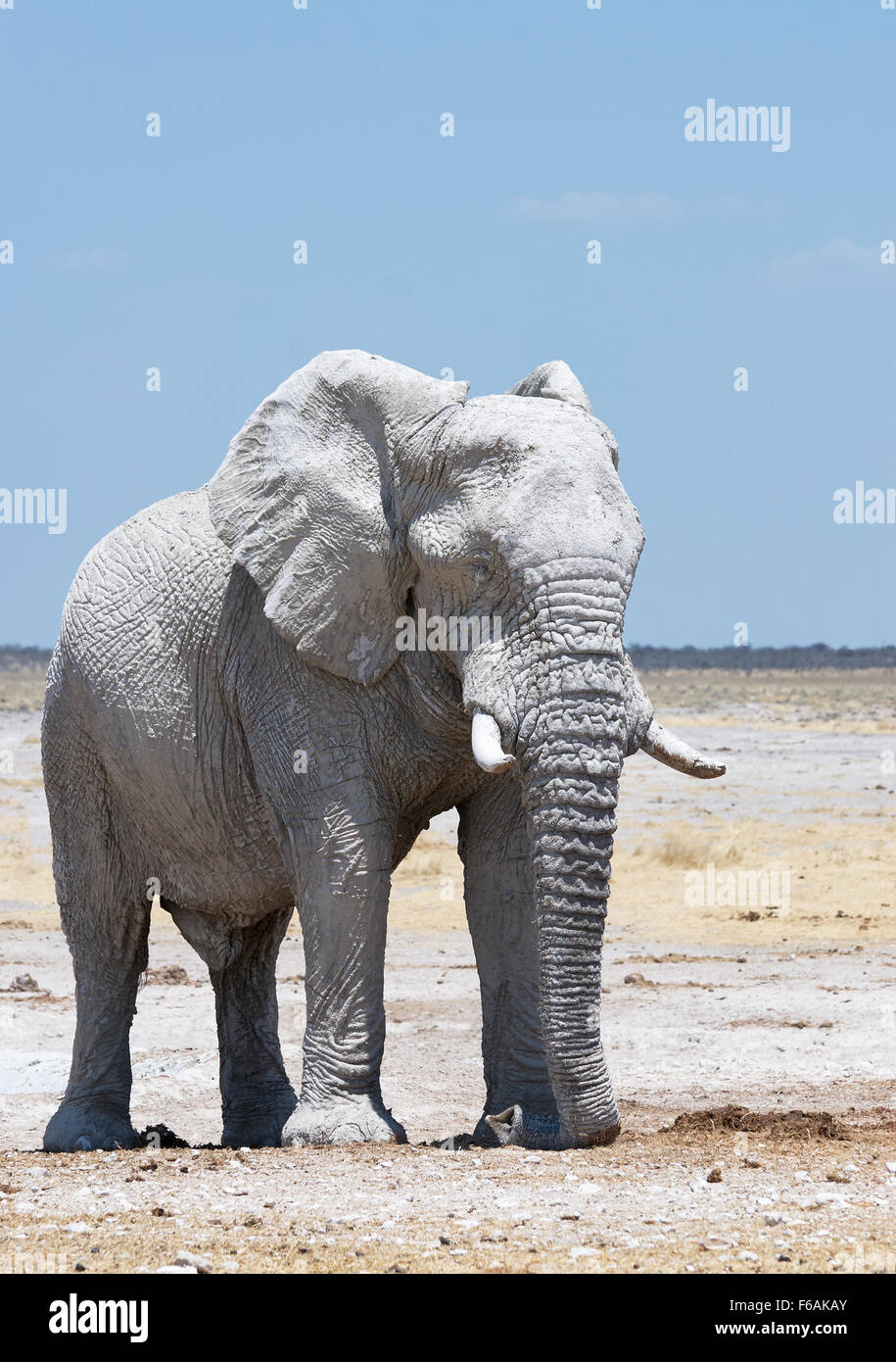 Gros éléphant mâle blanc recouvert de boue dans un parc en Namibie Banque D'Images