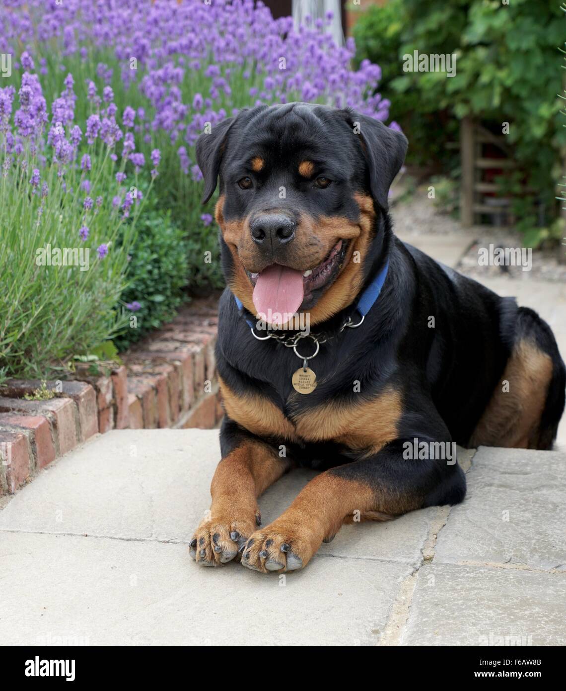 Rottweiler assis par la lavande Banque D'Images
