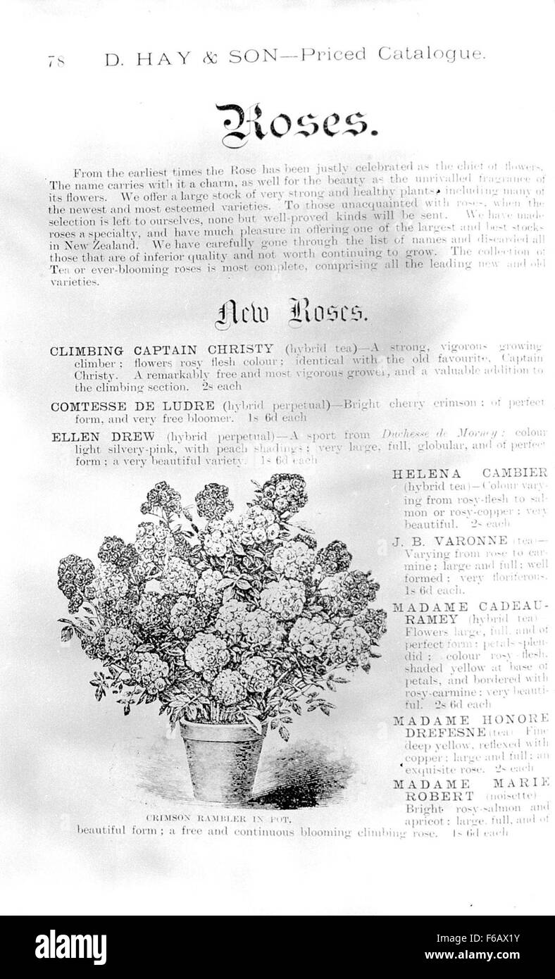 D Hay & son, pépinières renommées, présente leur nouvelle variété de roses appelée Crimson Rambler. Cette variété est connue pour ses fleurs rouges frappantes et sa robustesse, ce qui en fait un choix populaire parmi les jardiniers à la recherche de plantes vibrantes et nécessitant peu d'entretien. Banque D'Images