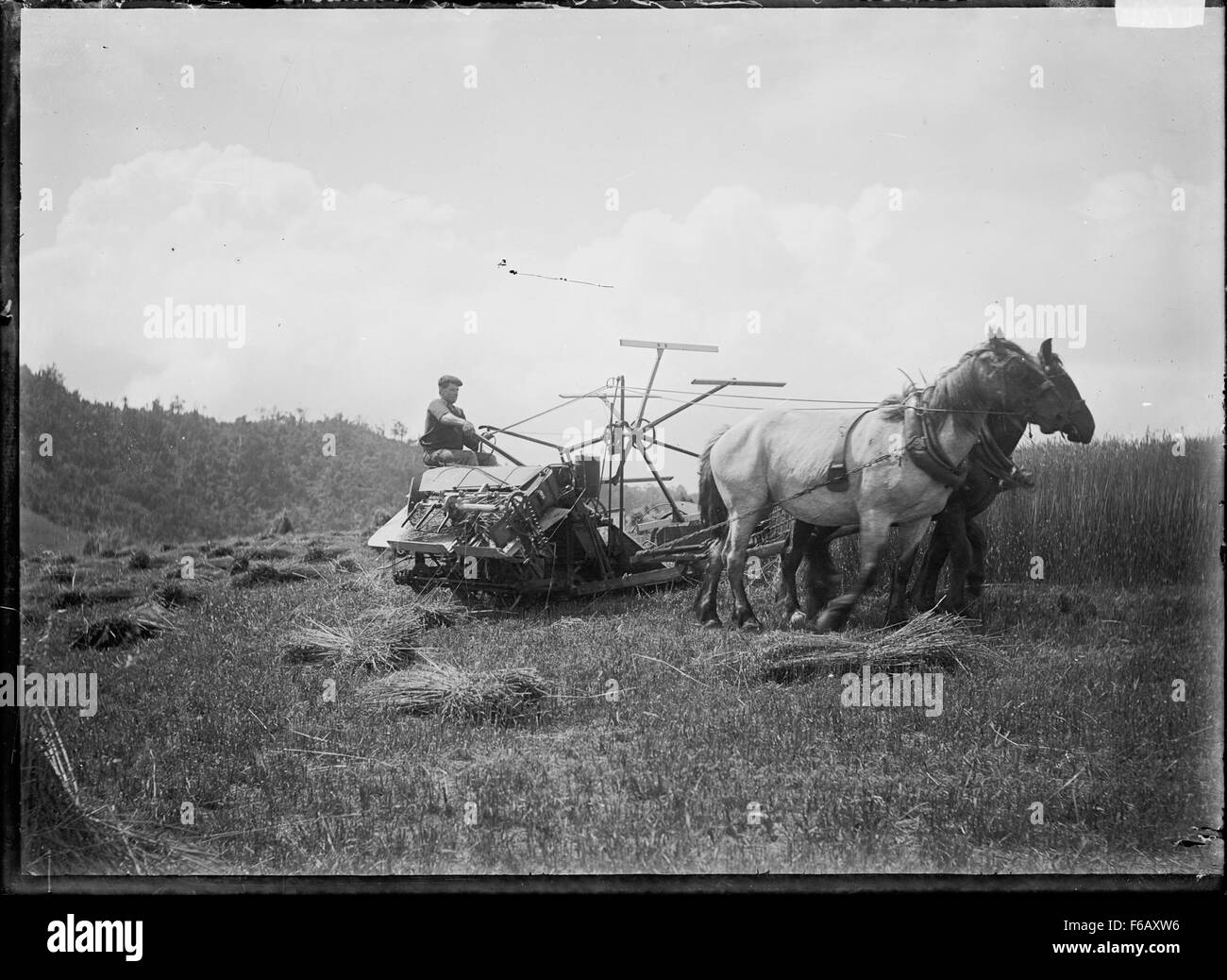 Cette image représente une batteuse tirée par un cheval, un morceau de machine agricole utilisé dans le passé pour séparer le grain de sa balle. La scène met en lumière les pratiques agricoles traditionnelles et le rôle des animaux dans l’agriculture à l’ère préindustrielle. Banque D'Images