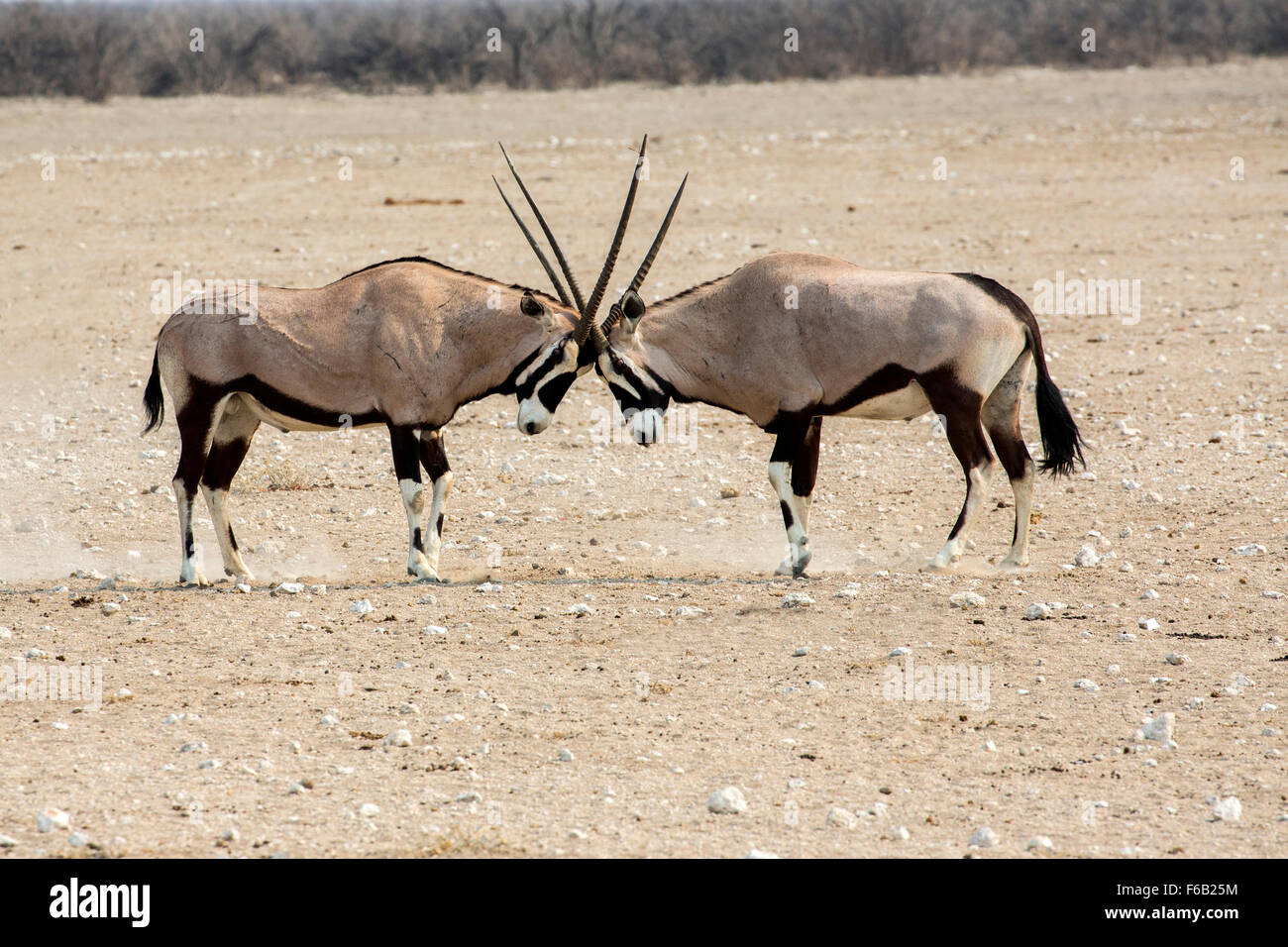 Oryx combats dans le parc national d'Etosha, Namibie, Afrique Banque D'Images