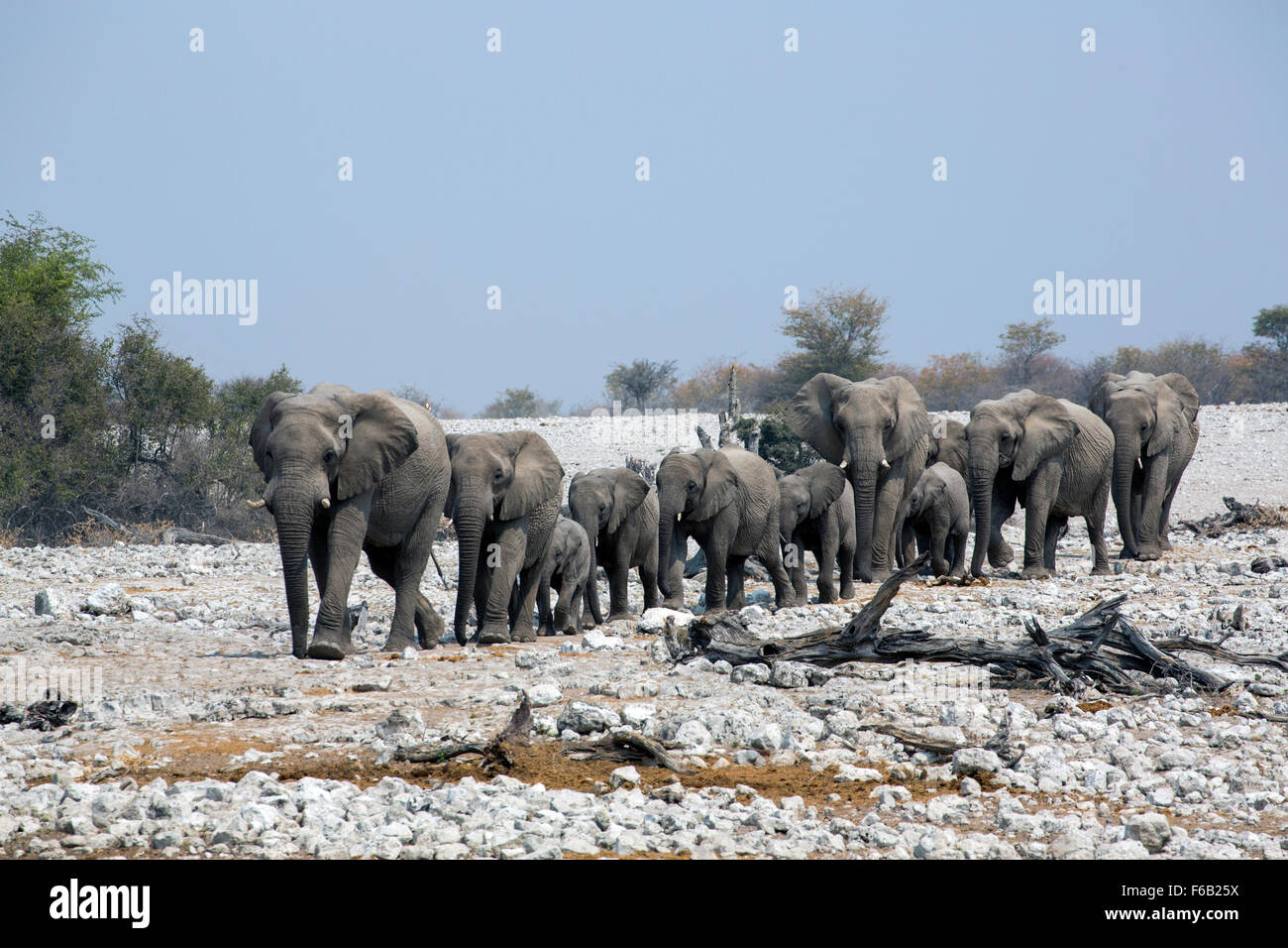 Savane Africaine éléphants marchant à Waterhole, Etosha National Park, Namibie, Afrique Banque D'Images