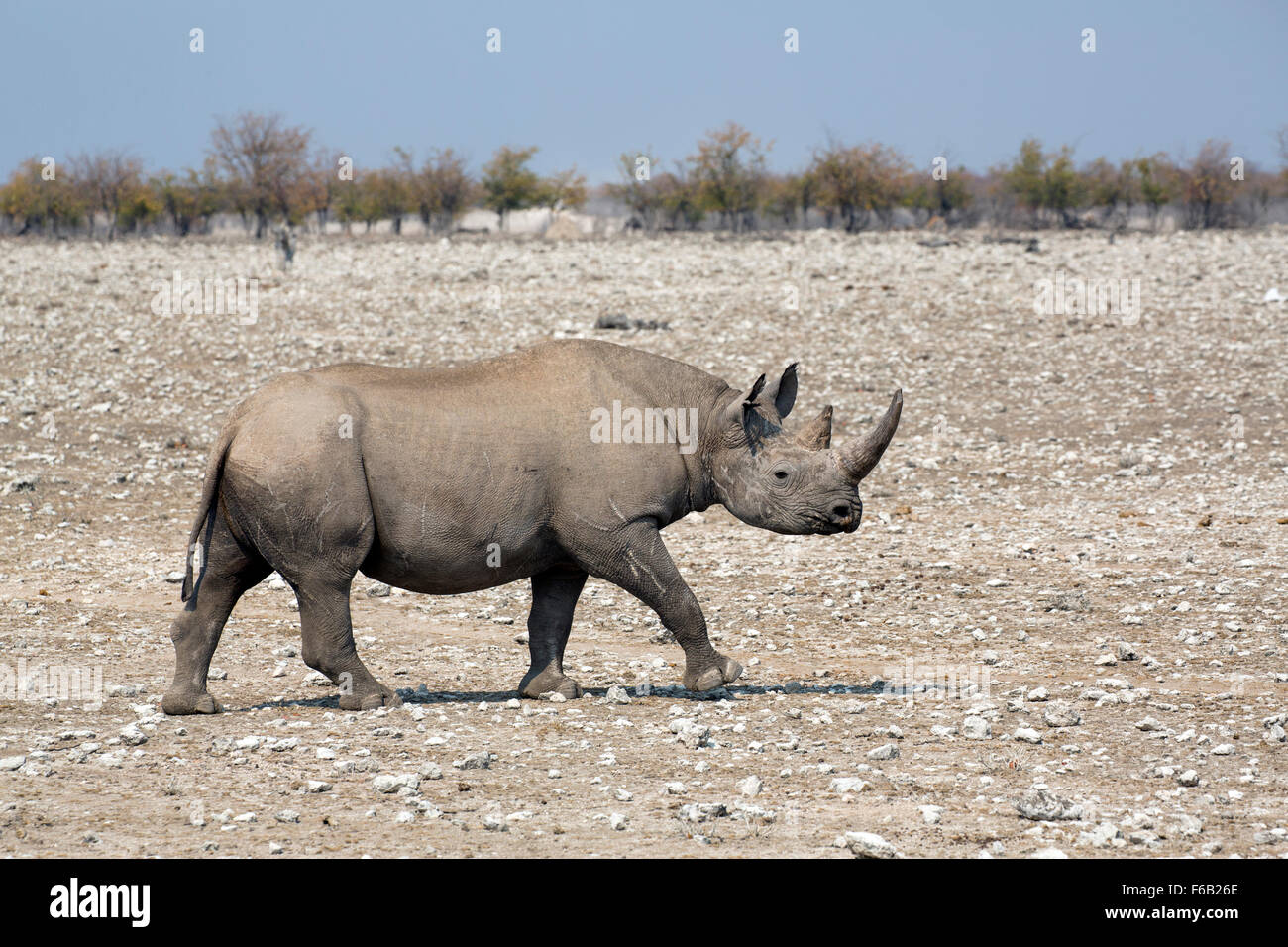 Le rhinocéros noir dans le parc national d'Etosha, Namibie, Afrique Banque D'Images