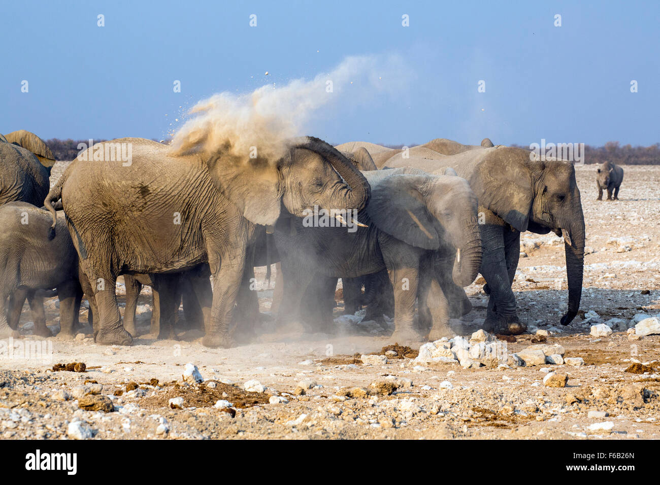 Les éléphants de savane de l'Afrique de l'époussetage, Etosha National Park, Namibie, Afrique Banque D'Images